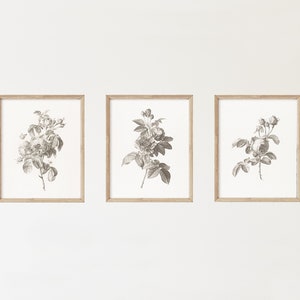Set of 3 Vintage Botanical Art Prints - Group of Gray Roses