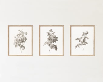 Set of 3 Vintage Botanical Art Prints - Group of Gray Roses