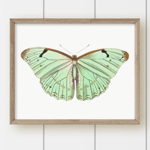 Vintage Art Print - Mint Moth