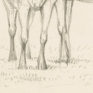 May include: A pencil drawing of the lower legs of two horses standing in a field of grass. The horses are drawn in a realistic style, with detailed musculature and tendons.