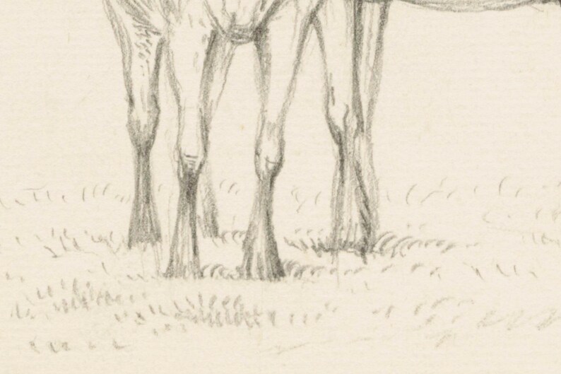 May include: A pencil drawing of the lower legs of two horses standing in a field of grass. The horses are drawn in a realistic style, with detailed musculature and tendons.