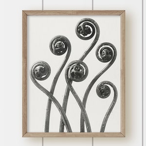 Black and White Modern Photography  Print - Fern Fronds