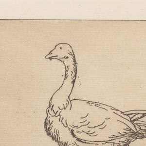 K&ouml;nnte beinhalten: Eine Schwarzwei&szlig;-Zeichnung einer Gans mit seitw&auml;rts gedrehtem Kopf. Die Gans blickt nach rechts.