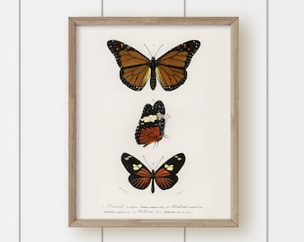 Vintage Art Print - Orange Butterflies