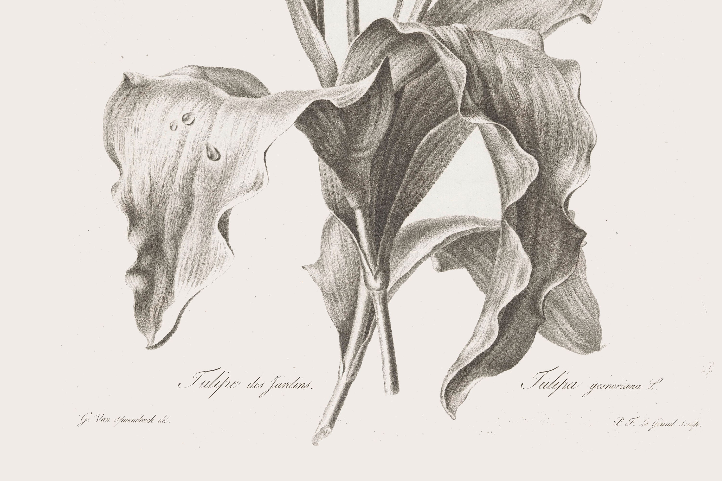 Vintage Botanical Art Print Black and White Tulips - Etsy