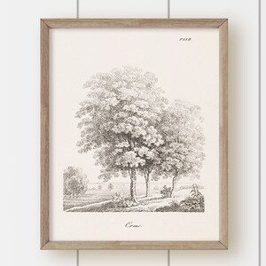 Vintage Tree Landscape Art Print - Tree Illustration 4