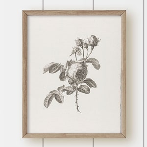 Vintage Botanical Art Print - Gray Rose #1