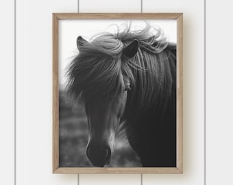 Black and White Horse Photograph  Print - Windswept Horse