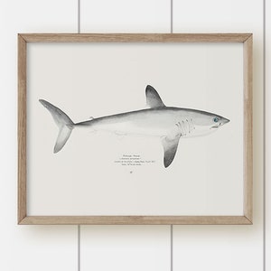 Vintage Nursery or Kids Art - Shark Wall Art