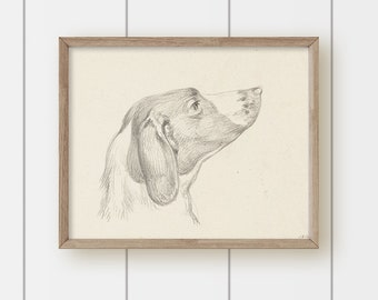 May include: A black and white pencil drawing of a dog's head looking up. The dog has floppy ears and a long snout.