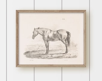 Vintage Horse Art - Horse in a Field