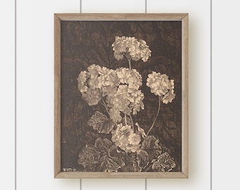 Vintage Botanical Art Print - Black Background Hydrangea