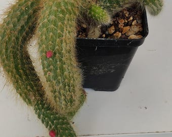 kentia palme bilder Kentiapalme