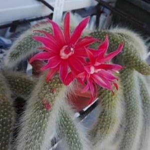 Può includere: Una pianta di cactus con steli lunghi, bianchi e pelosi e fiori rosa acceso. Il cactus è in un vaso di terracotta.