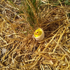May include: A yellow chick peeking out of a broken eggshell, nestled in dry straw.