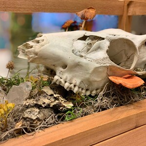 Feenhafte beleuchtete kleine echte Hirschschädel Quarz Natur Display