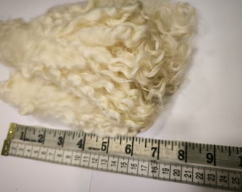 May include: A close-up of a pile of white curly wool fiber measured with a ruler. The ruler shows measurements in inches.