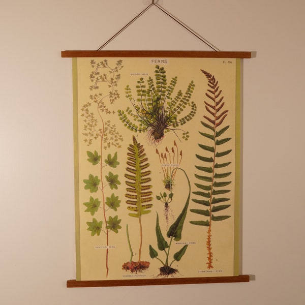 Ferns Vintage Poster with Magnetic Wooden Hanger Combo Vertical Chart