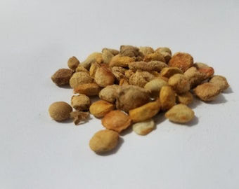 INDIAN BAEL Aegle Marmelos SEEDS 15 seeds