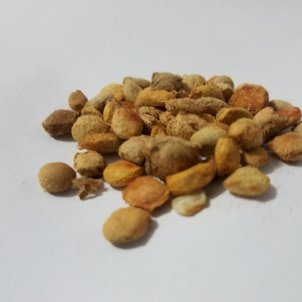 INDIAN BAEL Aegle Marmelos SEEDS 15 seeds