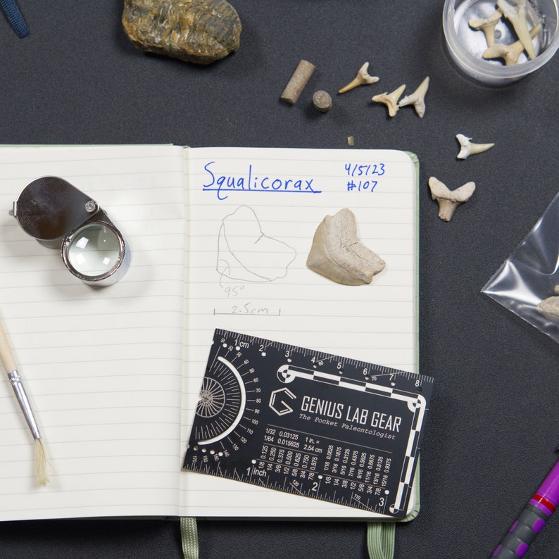 paleontologist kit tool for notes and fossil specimen drawing