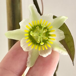LIVE PLANT Passiflora biflora rare batwing passionflower houseplant