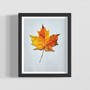 PRINT - Zuckerahorn - Hochwertiger Giclée-Druck - 21 cm x 25 cm mit einem weißen Rand von 1,4 cm - Herbst, Herbst, Blätter, Laub, Vermont, Halloween
