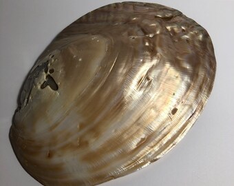 1pcs heart natural baroque mother of shell clam display Unique 1pcs heart natural baroque mother of shell clam display Unique