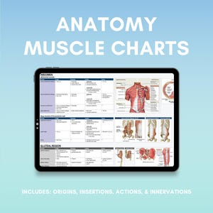 Anatomie Spierkaarten