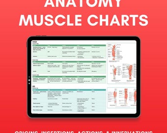 May include: A digital tablet displaying an anatomy muscle chart with the text ANATOMY MUSCLE CHARTS and ORIGINS, INSERTIONS, ACTIONS, & INNERVATIONS. The screen shows detailed tables and anatomical diagrams of human thigh and leg muscles.
