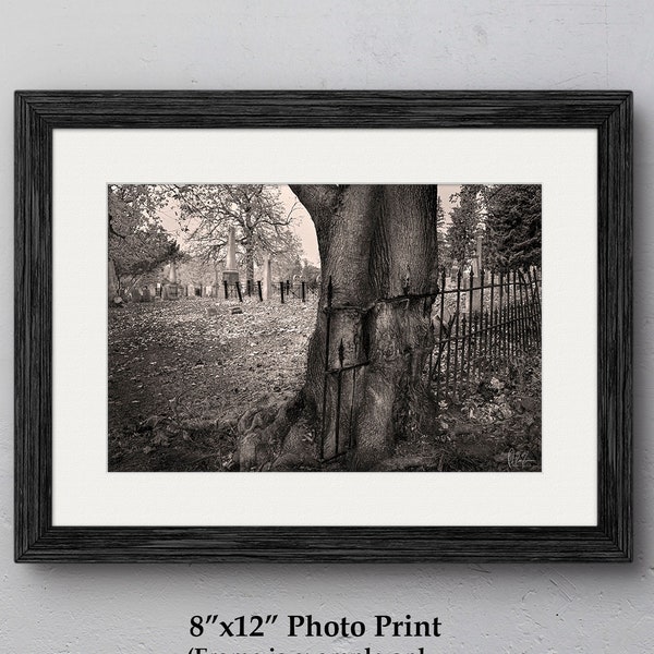 Iron Fence Embedded in Hudson Cemetery Tree Wall Art Print, Upstate New York Photography, Glossy or Metallic Paper, Canvas Decor