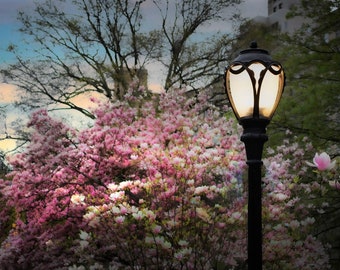 Central Park Spring Cherry Blossoms With Lamppost Print, New York Photography, Color Canvas Wall Art, Glossy or Metallic Paper