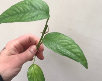 RARE Cebu Blue Pothos Plant Clippings