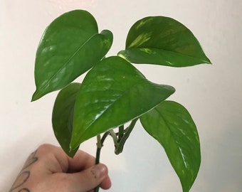Golden Pothos Plant Clippings