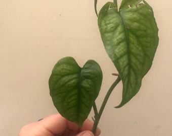 RARE Philodendron Monstera Siltepecana Plant Clippings