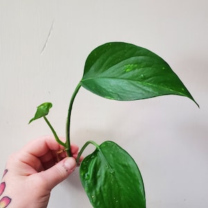 RARE Hawaiian Pothos | Live Devils Ivy Vine Rooted Plant Clippings