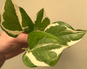 N'Joy Pothos Plant Clippings