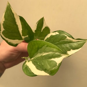 N'Joy Pothos Plant Clippings