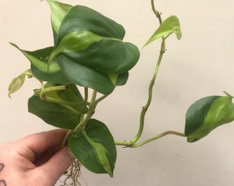 Philodendron Brasil plant clippings