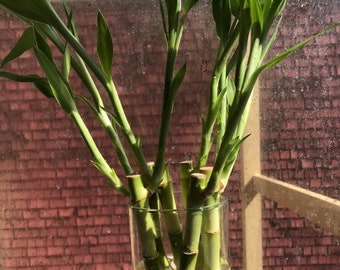 Lucky Bamboo Stalks 8 inch