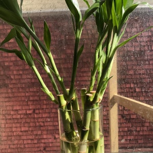Lucky Bamboo Stalks 8 inch