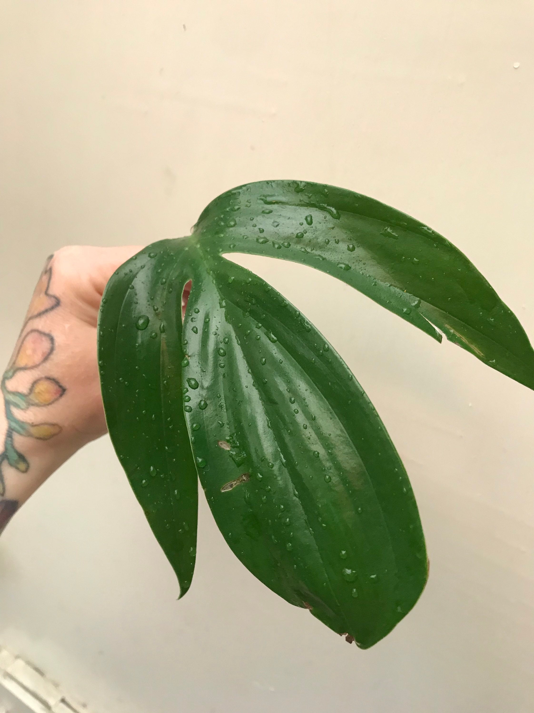 philodendron kaufen Fensterblatt | kaufen
