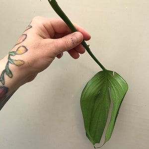 RARE Rhaphidophora Decursiva Philodendron Dragon Tail Plant Clippings image 3