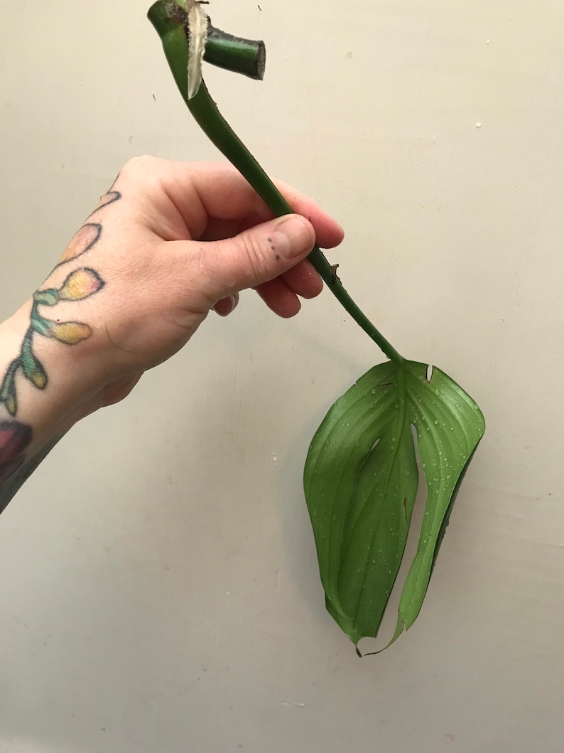 RARE Rhaphidophora Decursiva Philodendron Dragon Tail Plant Clippings image 3