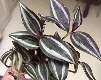 Wandering Dude•Purple Silver Tradescantia Zebrina Plant Clippings