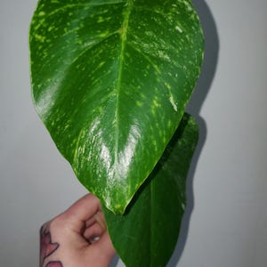 RARE* Monstera Albo Variegated Plant Clipping