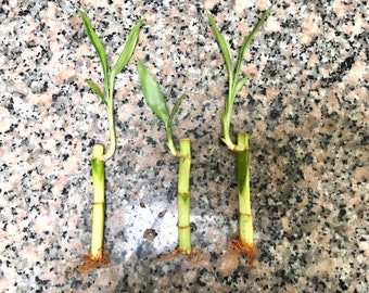 Lucky Bamboo Stalks 4 inch