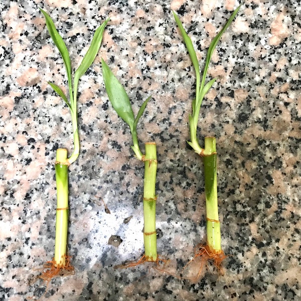 Lucky Bamboo Stalks 4 inch