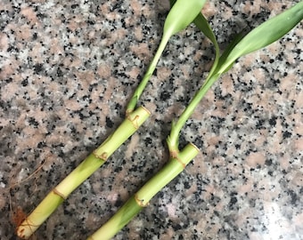 Lucky Bamboo Stalks 6 inch