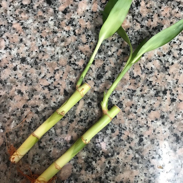 Lucky Bamboo Stalks 6 inch